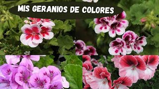 💚GERANIOS de muchos 😍COLORES😍 [upl. by Arta]