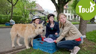 Hundefänger Folge 17  Tiere bis unters Dach  SWR Plus [upl. by Hcelemile462]