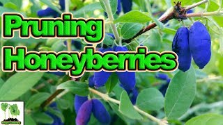 How to Prune Honeyberries For A Huge Harvest [upl. by Jeromy]