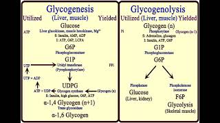 3 Carbohydrates Glycogen Metabolism شرح بالعربي [upl. by Innavoj]