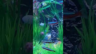 My cardinal tetras shorts foryou viralvideo viralshorts [upl. by Uttasta]