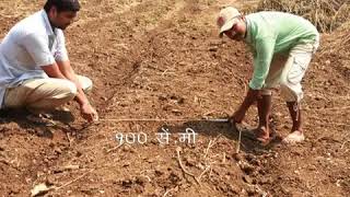 SRT Saguna Rice Technology Marathi Information video Part 1 [upl. by Avahc540]