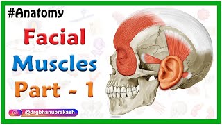 Facial muscles Anatomy animation Part 1  Neck and Auricular muscle group [upl. by Zoie]