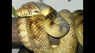 Amethystine Python Scrub Python [upl. by Adnav943]