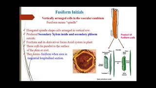 Cambiumstructure and functions [upl. by Naimad]