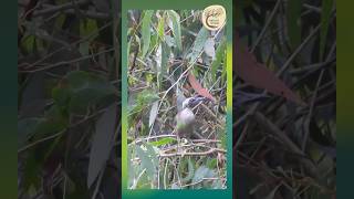 Meet the Leatherhead Queensland’s Helmeted Friarbird  Yirrganydji Country [upl. by Gayleen]