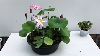 Grow lotus plant at home  how to grow lotus plant from seeds [upl. by Nofets]