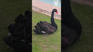 Beautiful Black Swan swan blackswan blackswanlife beautifulswan whiteswan birdslover birdsong [upl. by Oravla]