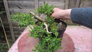 Shrubby Honeysuckle Lonicera Nitida Bonsai April 2019 [upl. by Ailisab]