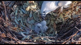 Sea EagleCAM Bielik białobrzuchy Sydney  karmienie SE33 i SE34 🐥🐥 2024 08 08 [upl. by Llorre248]