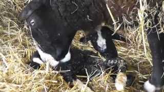 Zwartbles Lambing [upl. by Asiar]