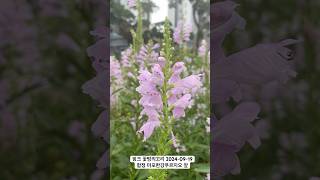 우아한 핑크 꽃범의꼬리 🌸 꽃말과 함께 알아보세요 핑크꽃범의꼬리 Physostegia virginiana 청춘 젊은날의회상 꽃구경 [upl. by Eran992]