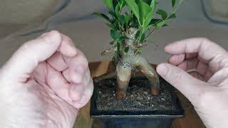 23  Rescuing a Ficus Microcarpa Ginseng Bonsai Pt 1 [upl. by Kira]