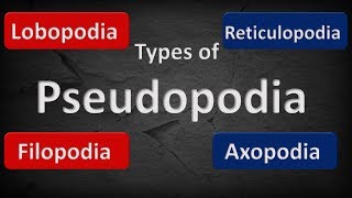 TYPES OF PSEUDOPODIA  COMPARISON [upl. by Brianne]