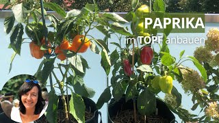 Paprika im TopfKübel anbauen  die wichtigsten Infos von der Aussaat bis zur Ernte [upl. by Rivkah]