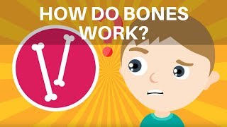 How Do Bones Work Human Skeleton Facts for Kids  What is the Skeleton  Skeleton Facts for Kids [upl. by Nnylrefinnej]