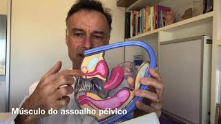 Exercício para períneo e músculos do assoalho pélvico [upl. by Hildagarde]