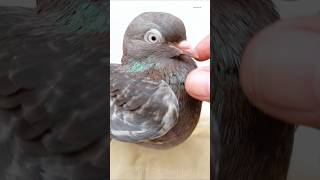 Pigeon treatment 💊🕊️pets pigeonduivenkabotar pigeonforgepigeonfancierinstagrampalomasکبوتر [upl. by Martineau]