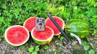 What Happens to WATERMELON Left in the Woods Trail Camera [upl. by Siram]