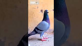 Bird No 80 Imported Bloodline Male  Homer Racer Pigeon  Qasid Racer Kabotar  TFHPL 🕊️ [upl. by Alatea309]