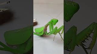 The funniest video of mantis vs caterpillar mantis insects caterpillar [upl. by Upton274]