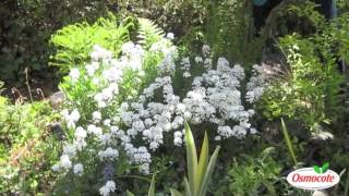 Garden Tip Prune Candytuft To Keep It Blooming All Summer Long [upl. by Otreblanauj]