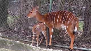 Nyala Baby im Tierpark Hellabrunn [upl. by Aluk]