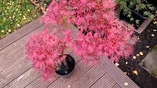 Acer Palmatum Dissectum Emerald Lace  Autumn 2021 part 1 [upl. by Duke113]