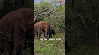 Masinagudi part 2  Elephant jeep safari rate mudhumalai ooty to bandipur road elephant dancing 😍 [upl. by Notyarb]