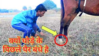 Why Back Legs Of Horse Are Tied  In Hindi [upl. by Ttennaj]