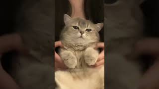 Kitten lovecat meowscatvideos catlover katmeow kittiesmeowing cute catsounds youtubeshorts [upl. by Niarda]