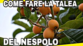 Come fare la TALEA DEL NESPOLO TUTORIAL errori [upl. by Huba]