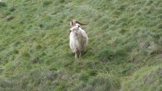 Great Orme Goats  2023 MatingRutting Season [upl. by Nwonknu]