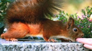 KAISERSLAUTERN  Pet Sematary  Lustige Eichhörnchen Fütterung auf dem Friedhof  Canon 650D  LX [upl. by Semele]