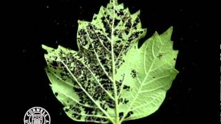 Viburnum leaf beetle larvae feeding [upl. by Phillane]