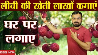 लीची की खेती  Litchi Farming in India  Best variety of Litchi  Income in Litchi farming  Lychee [upl. by Aitnic16]