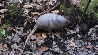 Florida Armadillo Digging [upl. by Eisac]