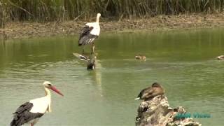 Vídeo Promocional Parc Natural de Els Aiguamolls de lEmpordà 4k  Juliol 2017 [upl. by Foulk573]