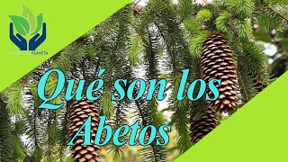 Abeto todo lo que debes saber sobre este árbol [upl. by Annailuj]