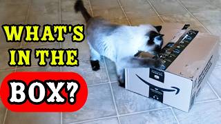 Curious Siamese Cat vs Box Can She Fit Inside [upl. by Miller802]