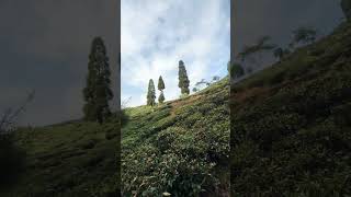 Tea garden darjeeling [upl. by Nawud726]