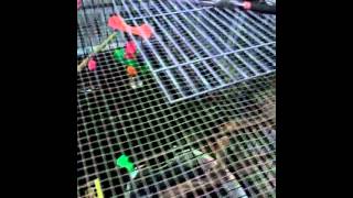 Parakeetbudgie flight cage from lrg dog crate [upl. by Anchie]