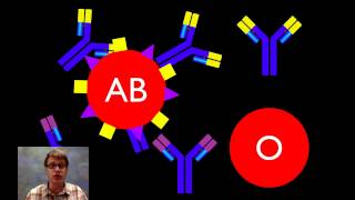 Agglutinogens and agglutinins [upl. by Ricardo]