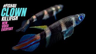 quotClown Killifish aka Banded panchax Epiplatys Annulatus  Colorful Tiny Rocket of the Aquariumquot [upl. by Enaerb]