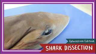 Dogfish Shark Dissection  Sink or Swim EDU [upl. by Gomar]