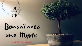 🌳 BONSAÏ HOKIDACHI à 10 euros Rempotage D’une MYRTE 🌳  MYRTUS COMMUNIS [upl. by Nevyar591]