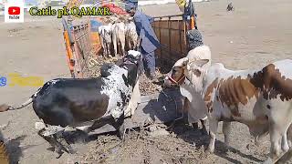 M A cattle farm 01st perchacing by cattle pk QAMAR [upl. by Leoline]