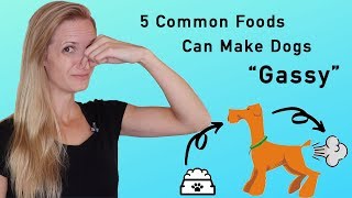 Sick of Stinky Dog Farts These 5 Common Food Types Can Make Dogs “Gassyquot [upl. by Nirra160]