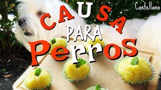 Receta Peruana para PERROS quotCausa Rellenaquot de Pollo y Atún Coton de Tulear I Lorentix [upl. by Selemas873]