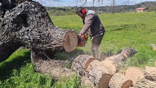 Hoy si que hacemos leña del árbol caido 😅😅😉👍 [upl. by Moberg416]